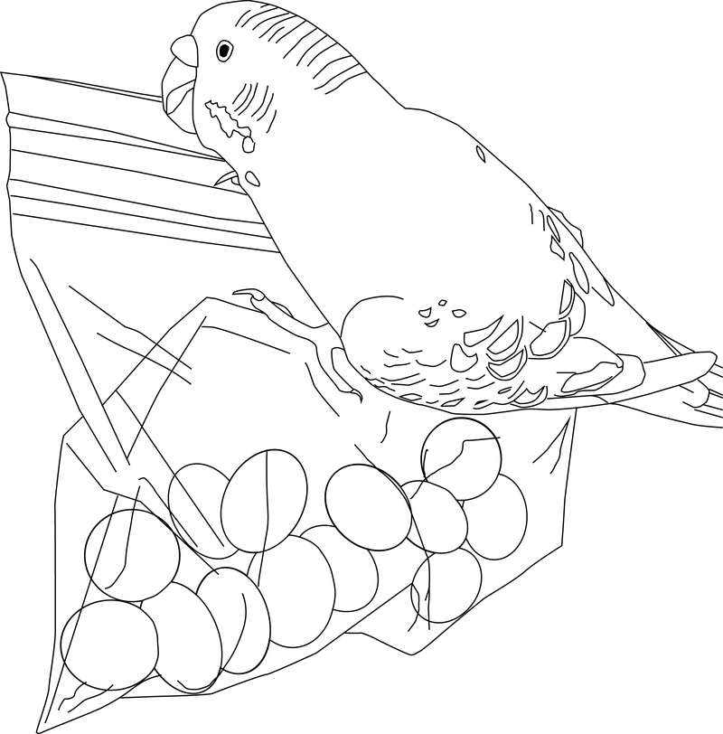 Featured image of post Parakeet Coloring Pages The basic color of a budgie parakeet is light green and yellow