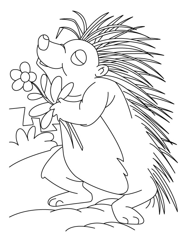 Porcupine Coloring Pages - Best Coloring Pages For Kids