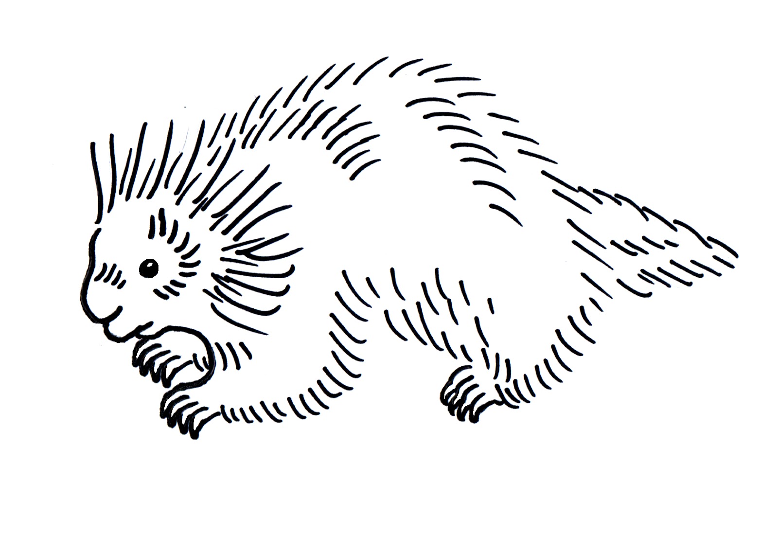 Porcupine Coloring Pages - Best Coloring Pages For Kids