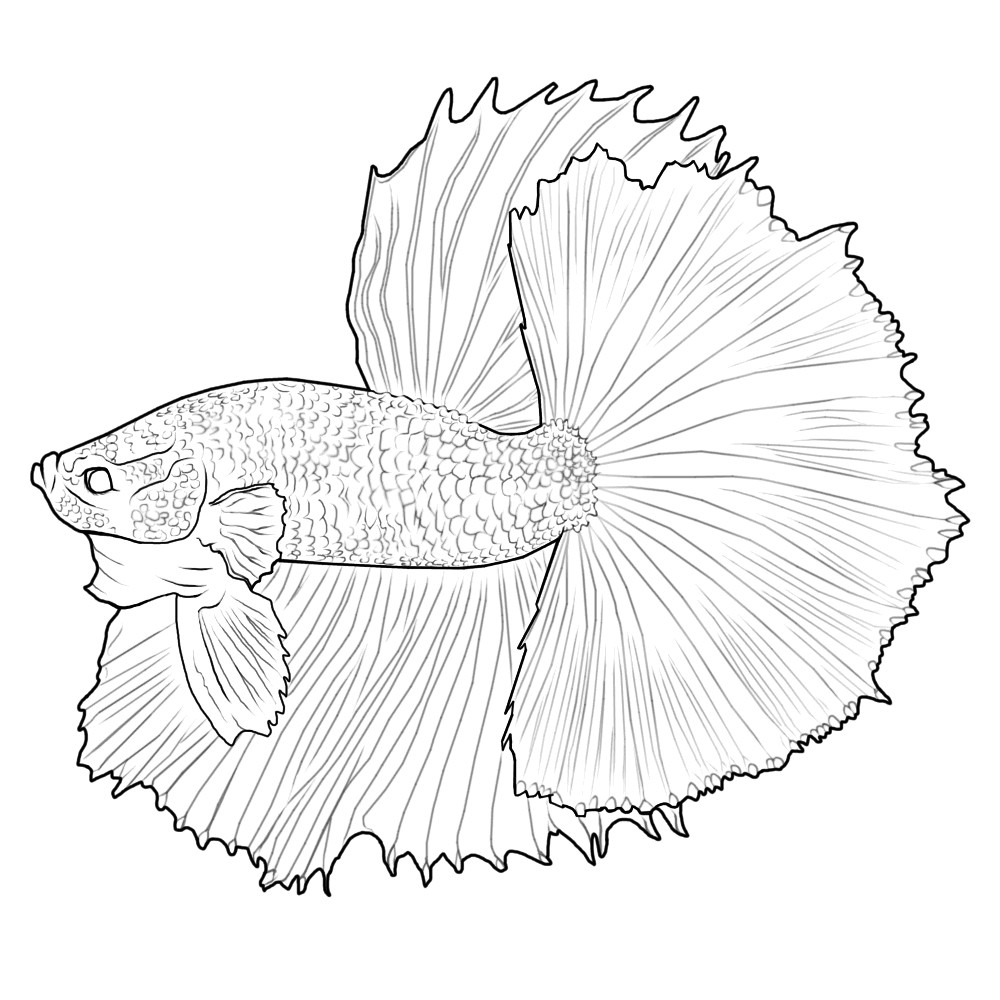 Betta Fish Coloring Pages - Best Coloring Pages For Kids