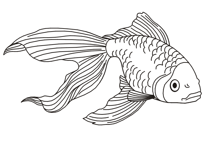 Red Male Betta Fish Coloring Page