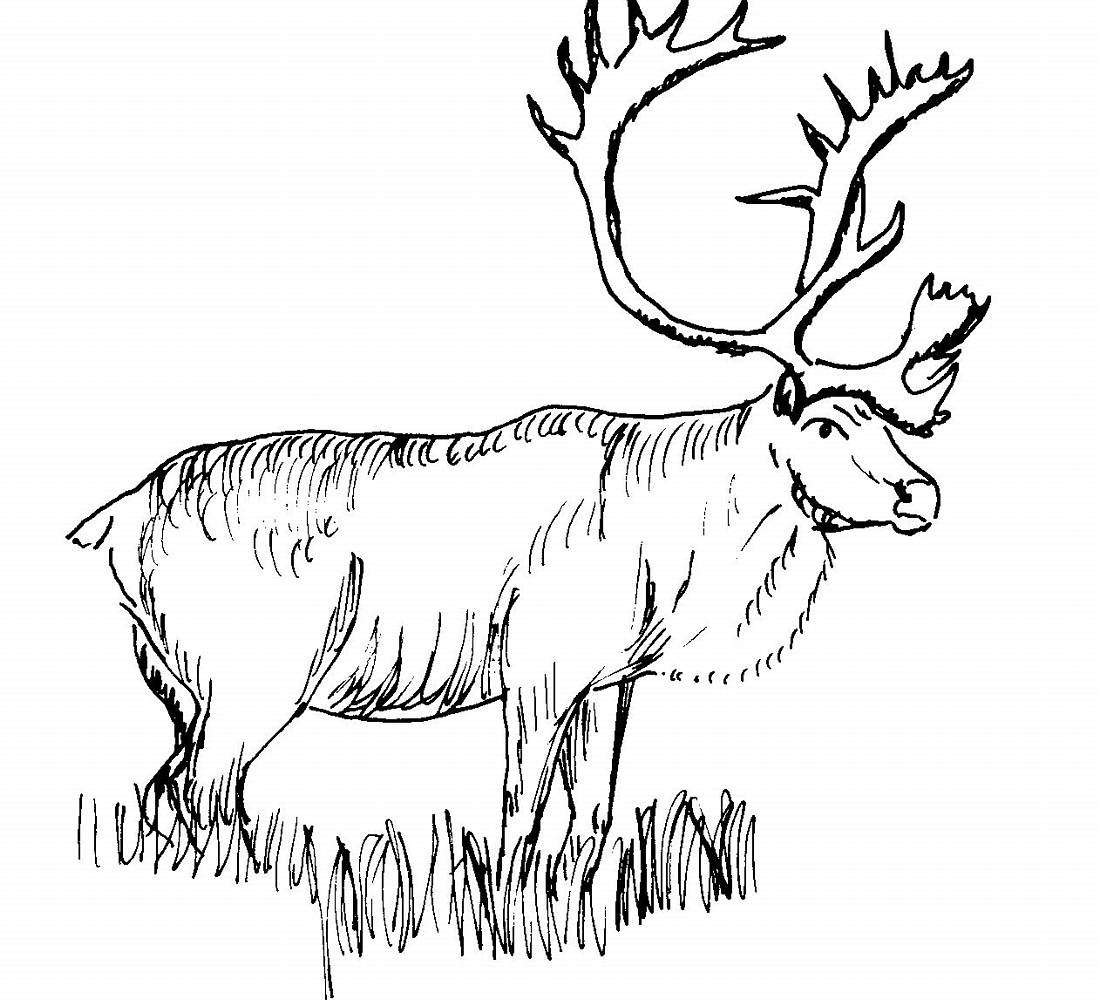 Elk Coloring Pages - Best Coloring Pages For Kids