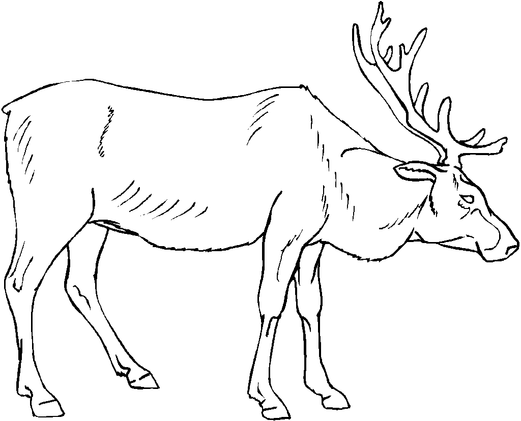 Elk Coloring Pages