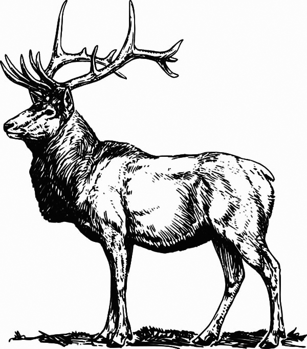 Elk Coloring Pages Best Coloring Pages For Kids
