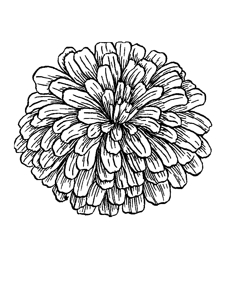 Zinnia Flower Coloring Page