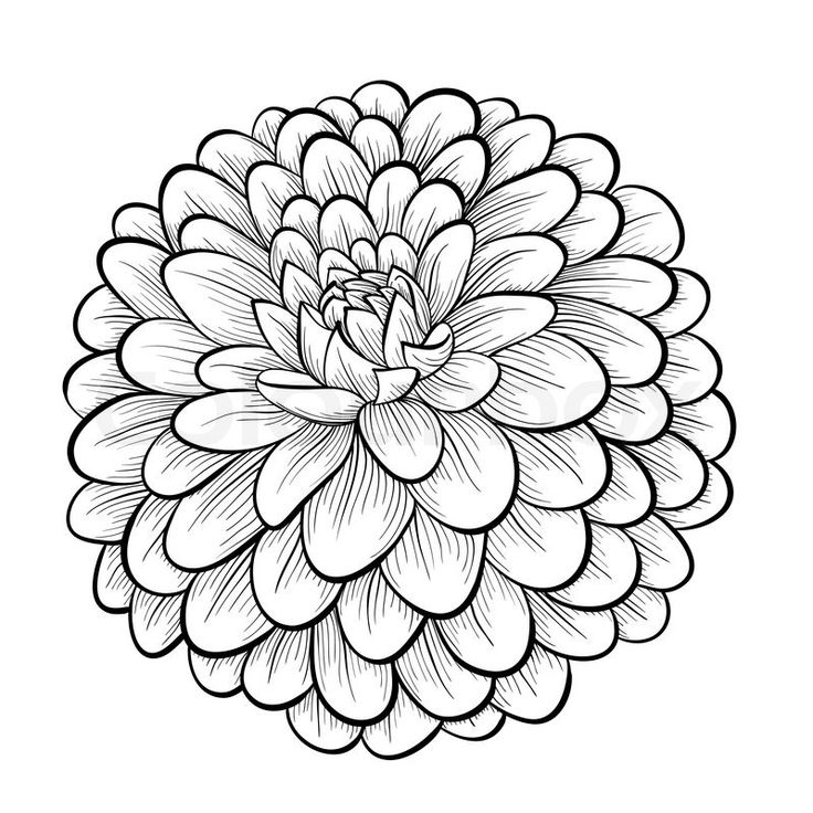 Zinnia Flower Coloring Pages