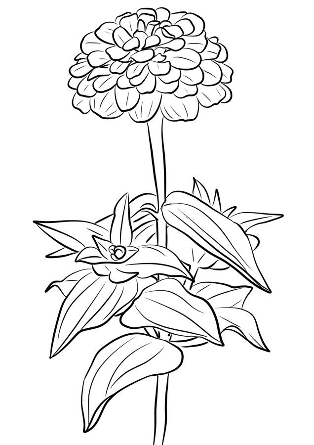 Zinnia Flower Coloring Pages