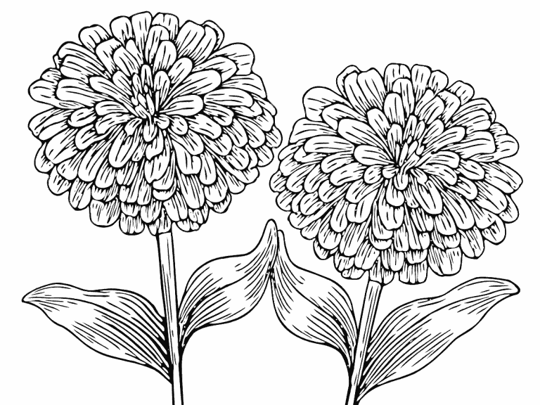 Zinnias Coloring Pages