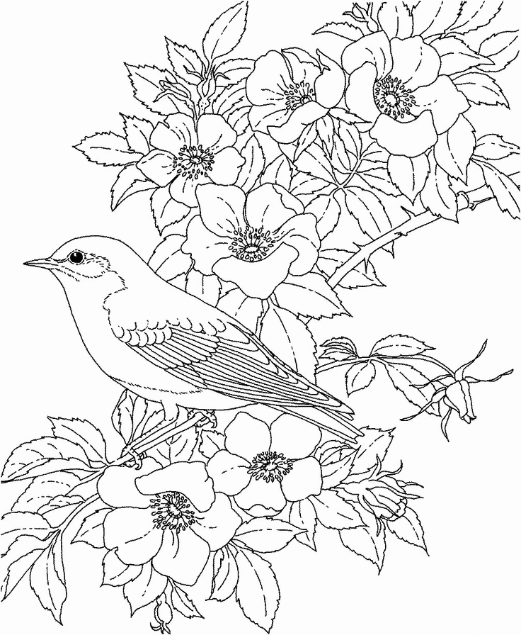 Beautiful Bluebird And Flowers Coloring Page