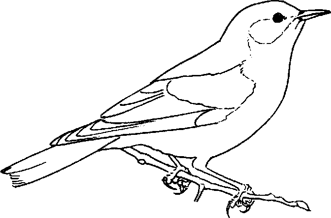 Download Bluebird Coloring Pages Best Coloring Pages For Kids