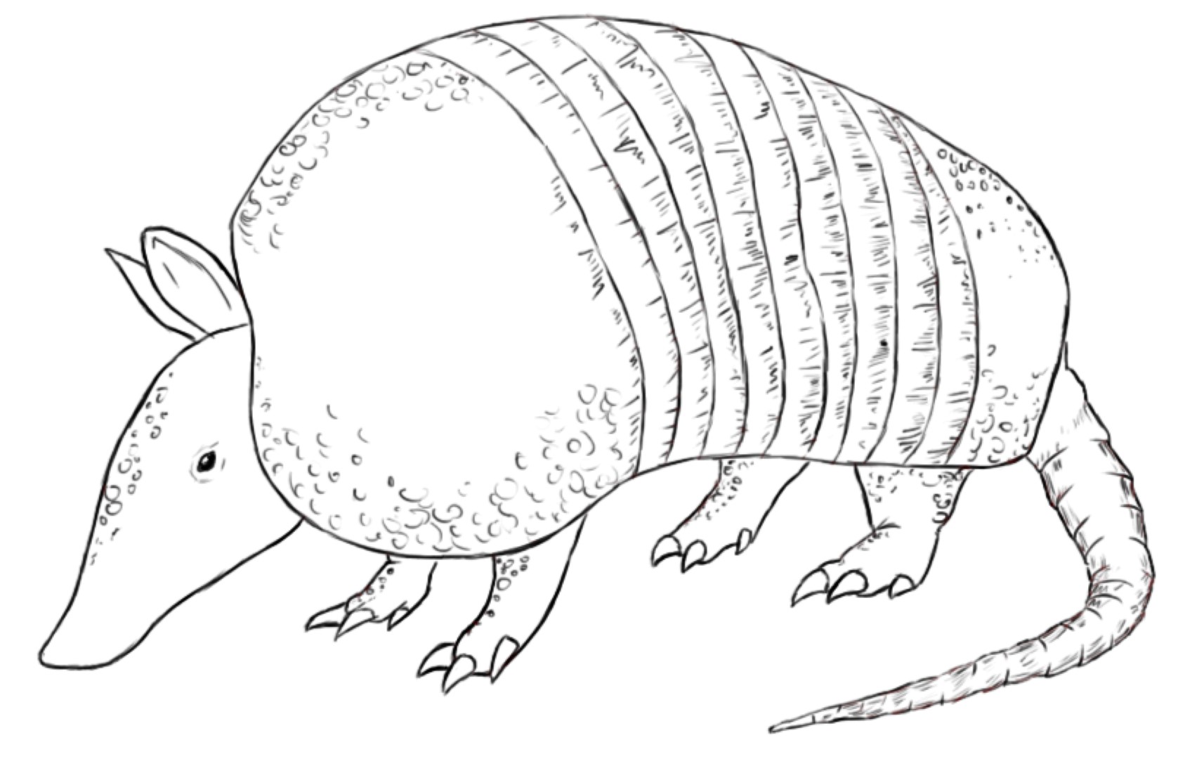 Cute Armadillo Coloring Page Coloring Pages