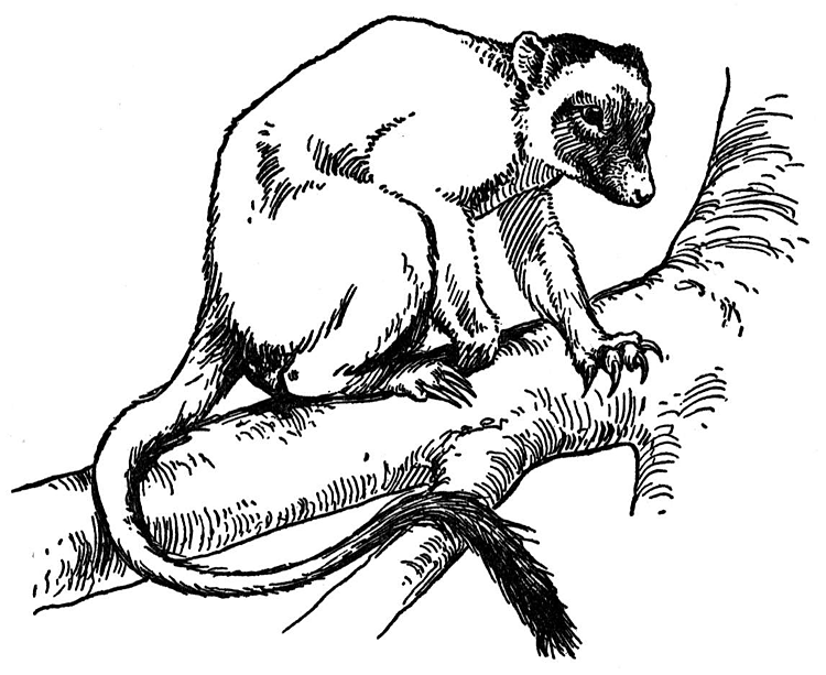 Lemur In A Tree Coloring Pages