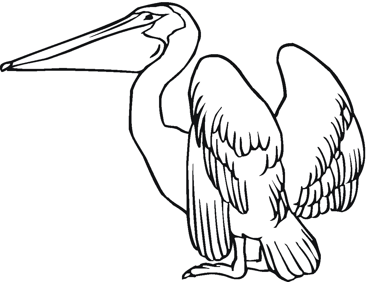 Pelican Coloring Pag