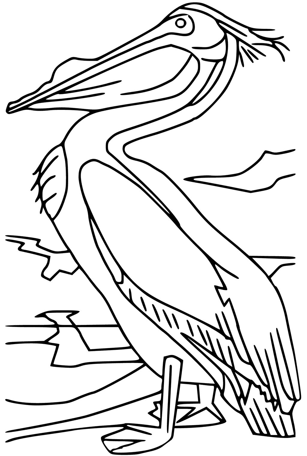 Pelican Coloring Page
