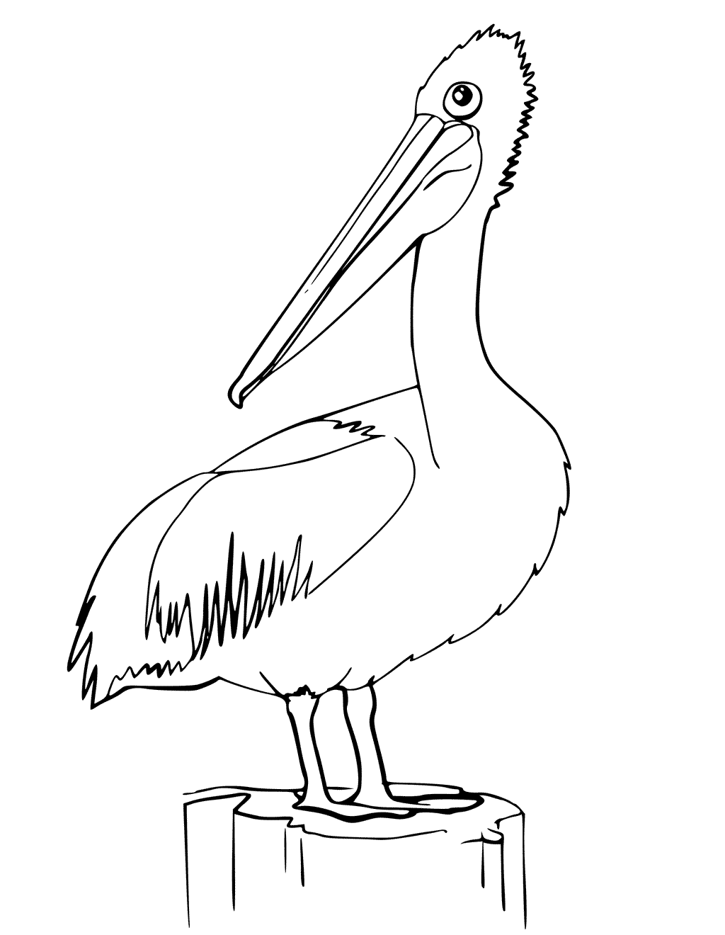 Pelican Coloring Pages - Best Coloring Pages For Kids