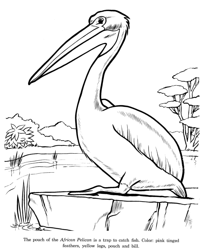 Pelican Coloring Sheet