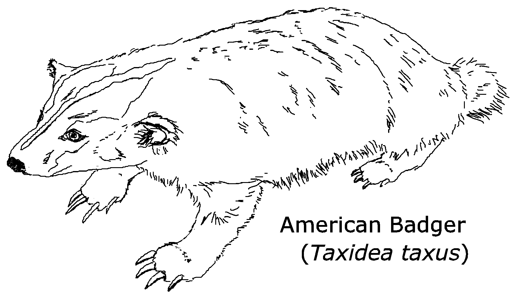 American Badger Coloring Pages