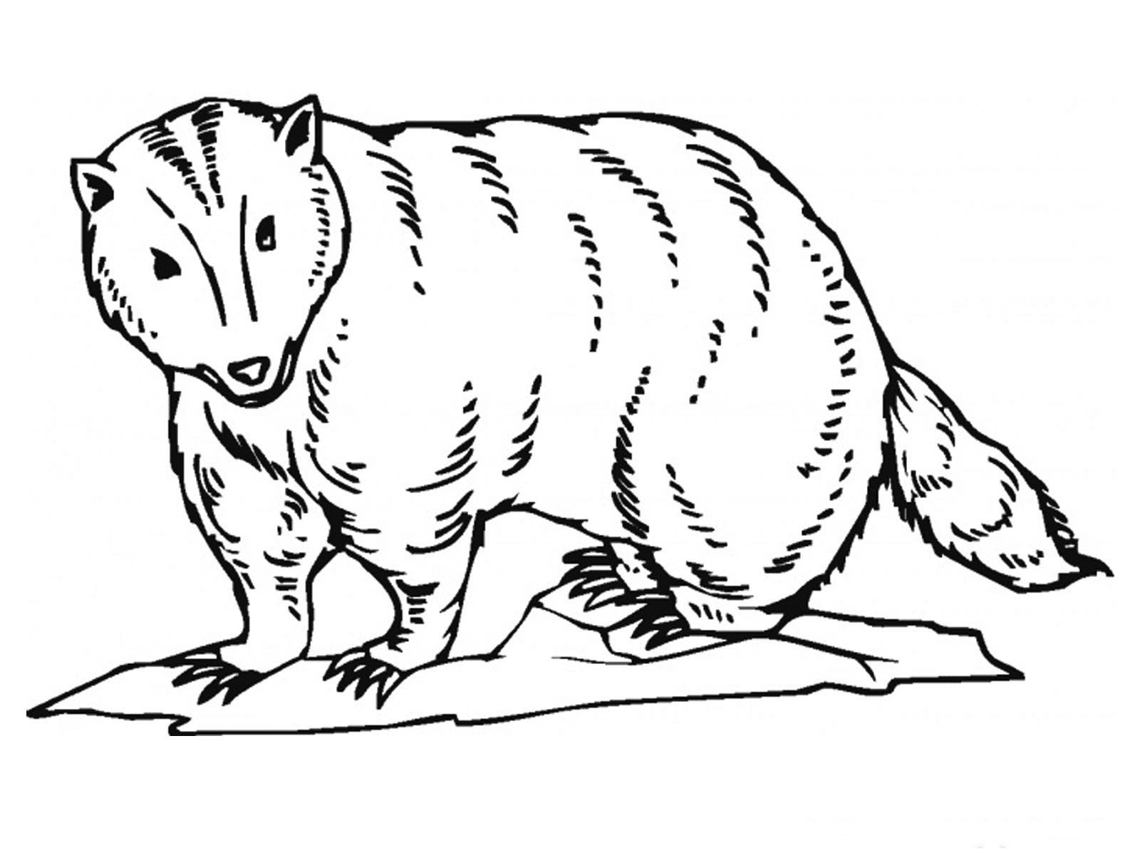 Badger Printable Coloring Pages