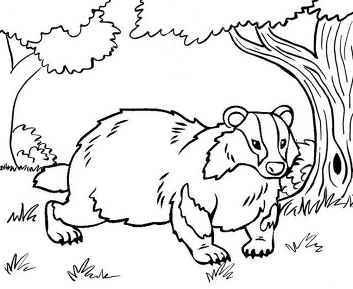 Badger In The Wild Coloring Page