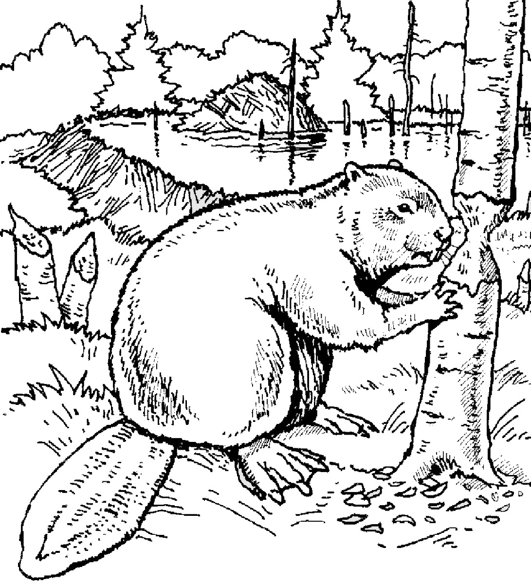 Beaver Chewing Tree Coloring Page