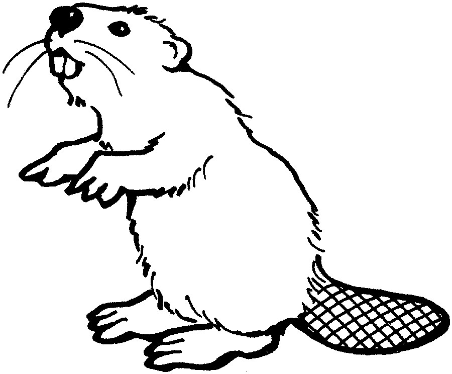 Beaver Printable Coloring Page