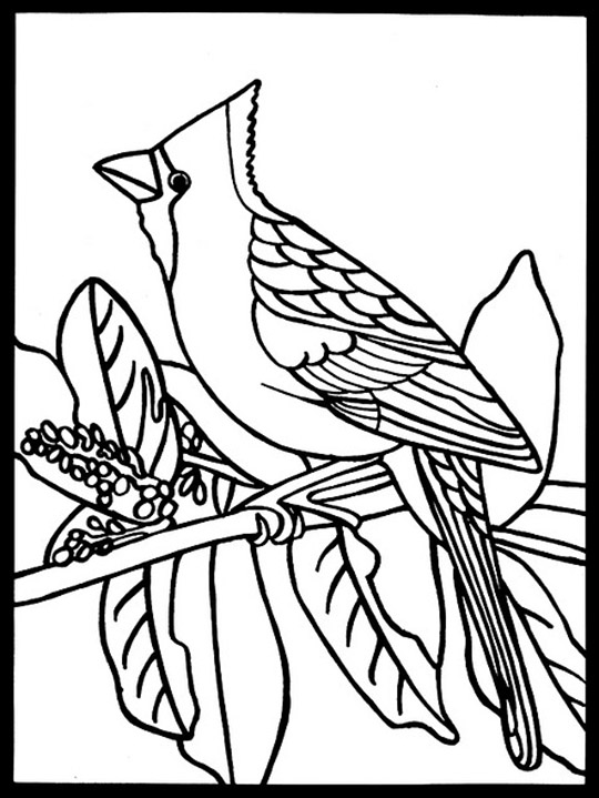 Cardinal Coloring Pages - Best Coloring Pages For Kids