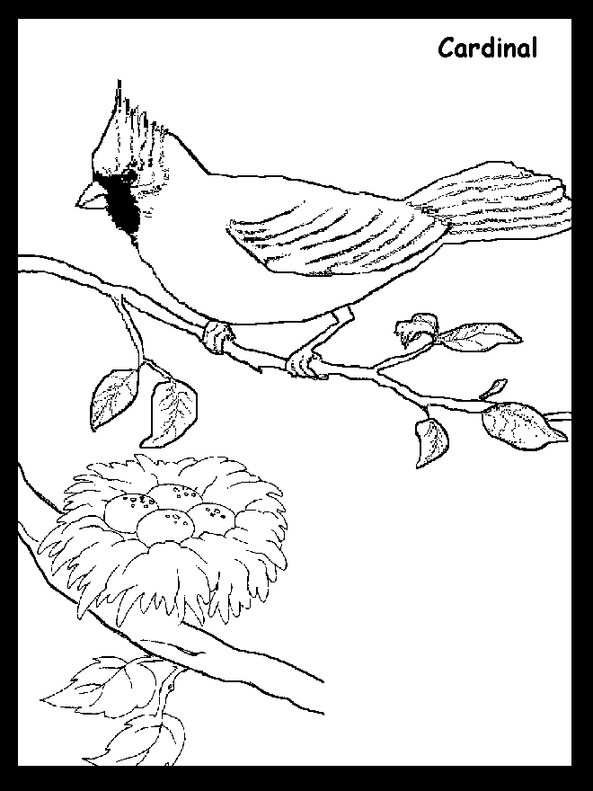 Cardinal And Nest Coloring Pages