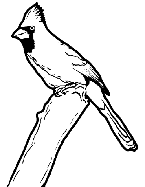 Cardinal On Branch Coloring Pages