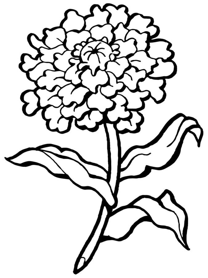 Carnation Coloring Pages - Best Coloring Pages For Kids