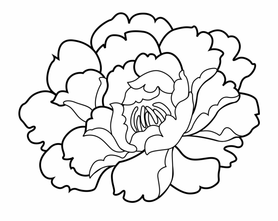 Carnation Flower Coloring Page