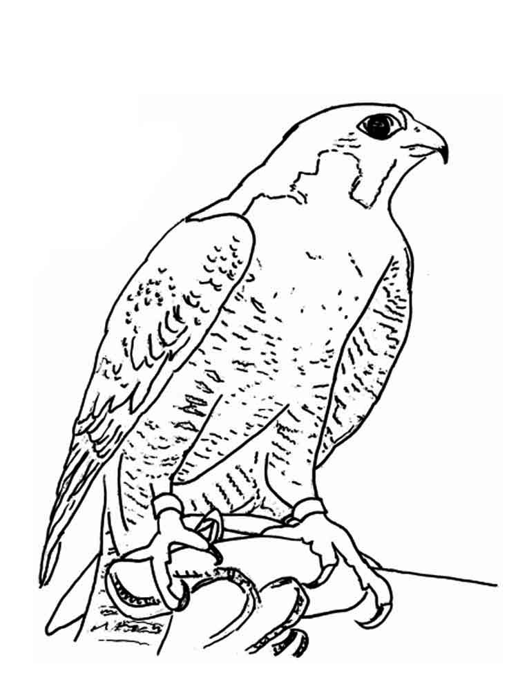 falcon printable coloring pages