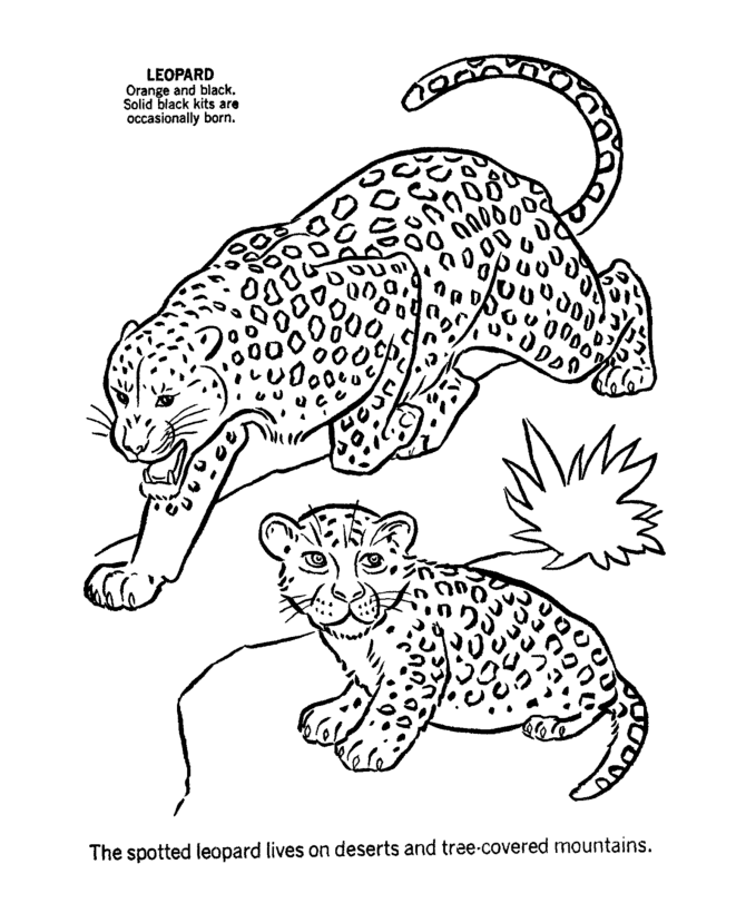Leopard Coloring Sheet
