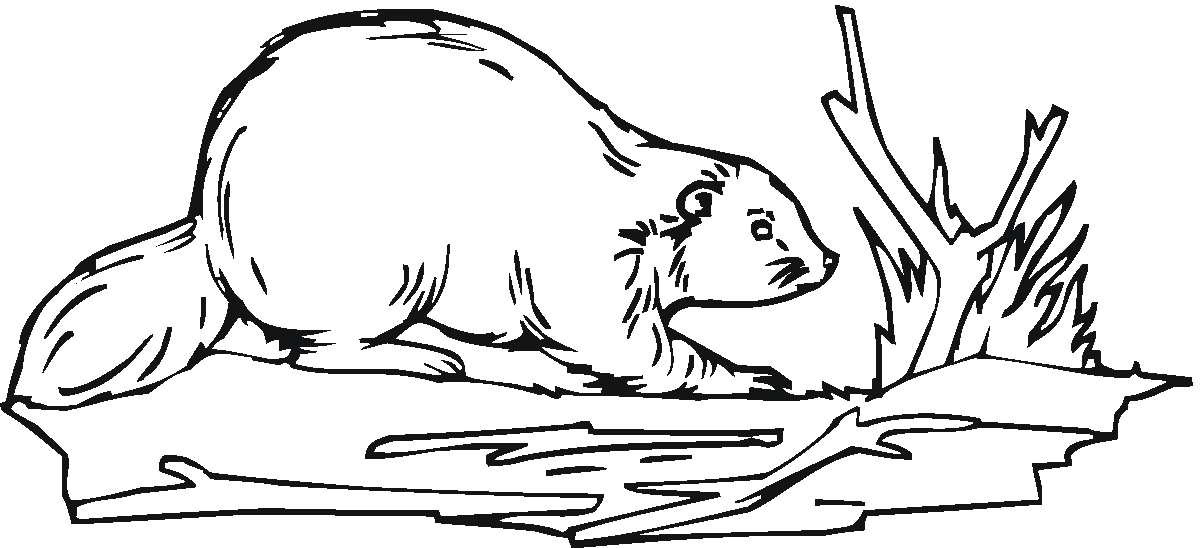 Realistic Beaver Coloring Page