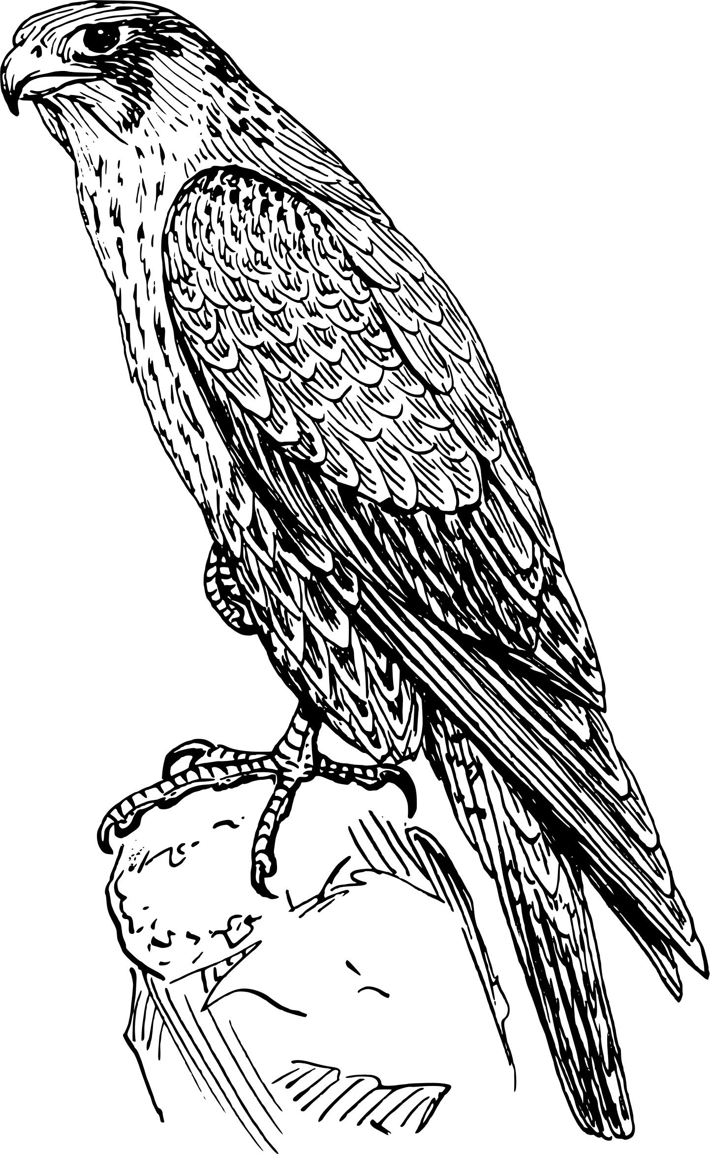 falcon printable coloring pages