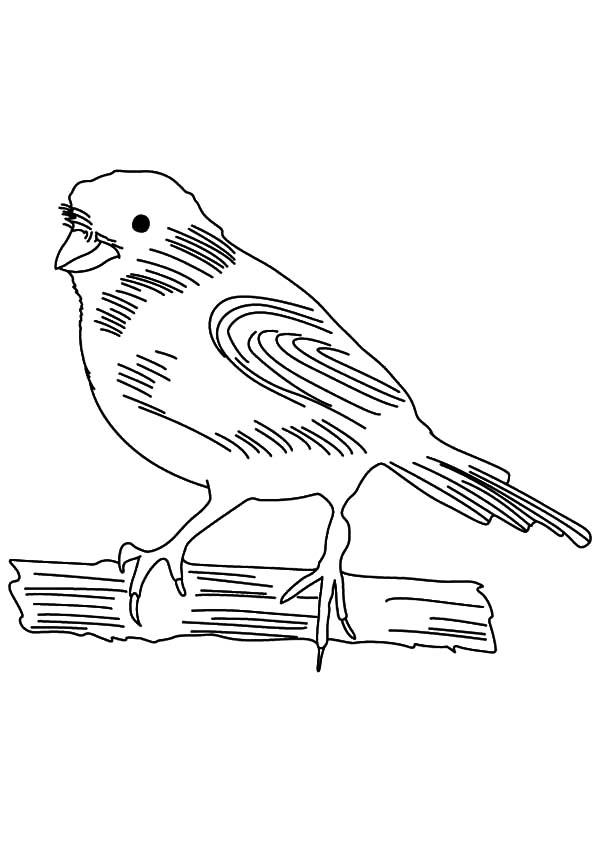 Canary Coloring Pages