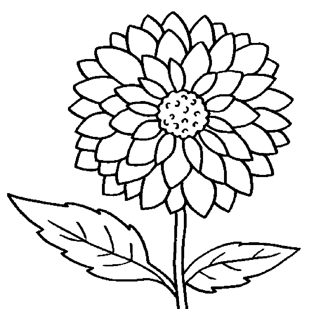 Dahlia Coloring Pages 