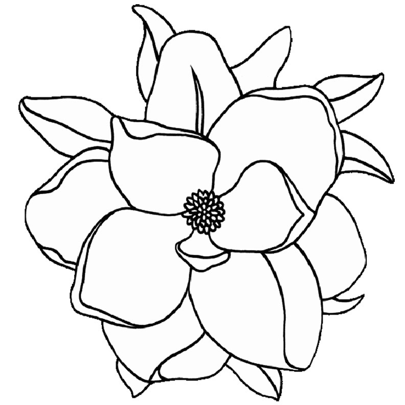 25 Magnolia Flower Drawing Ideas - Draw Magnolia Flower