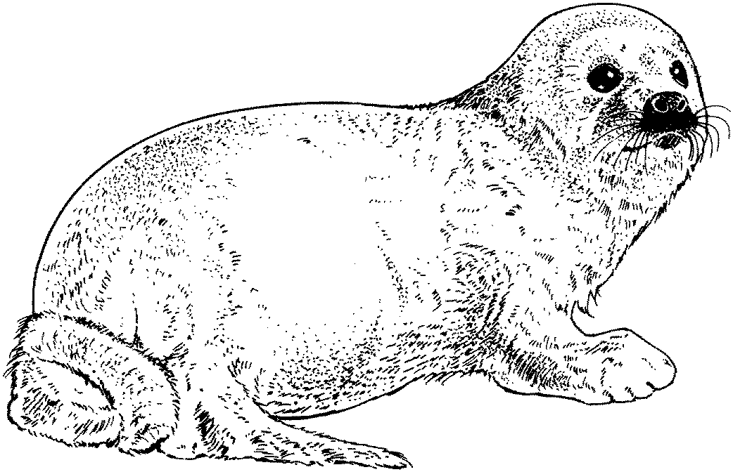 Realistic Seal Coloring Page
