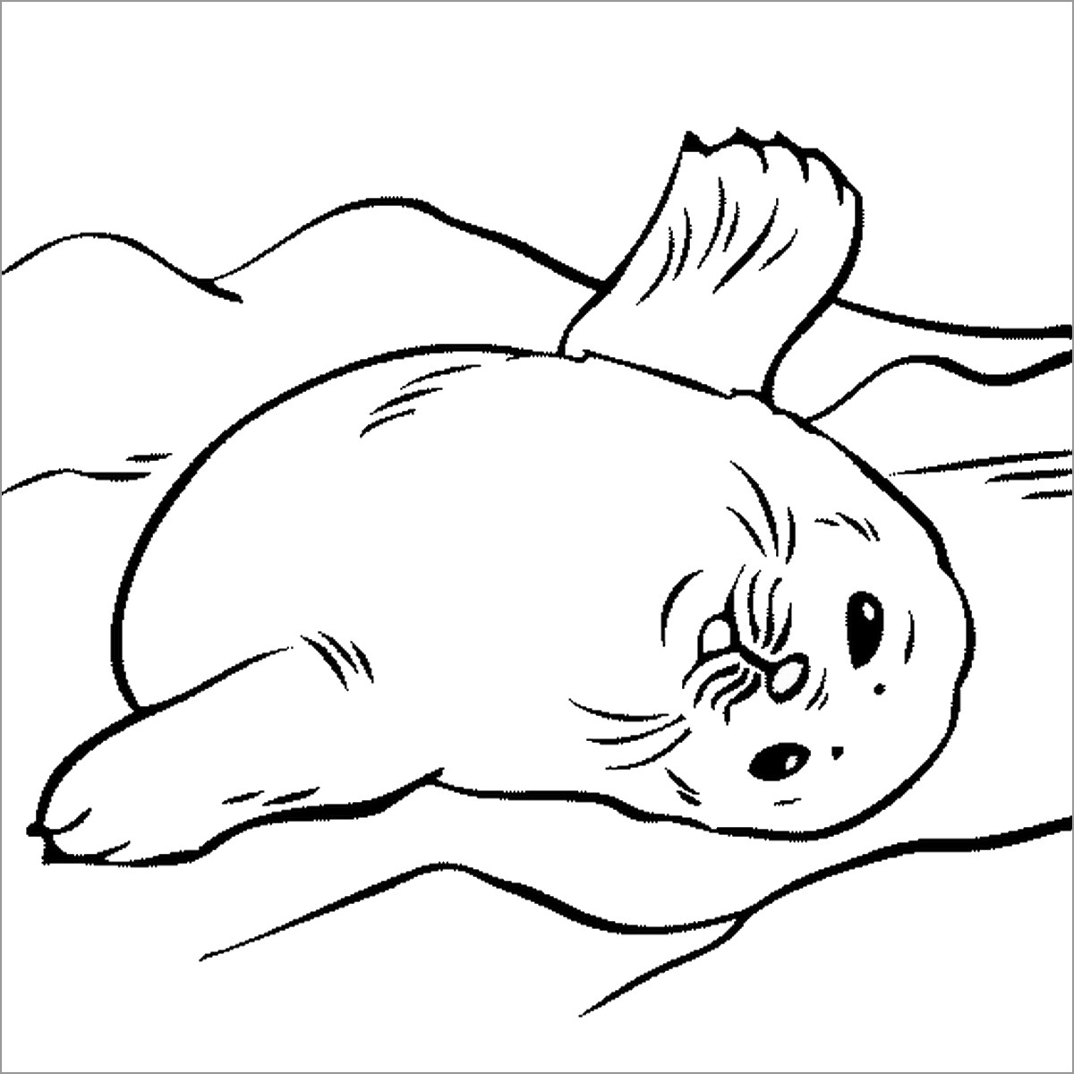 Realistic Seal Coloring Pages