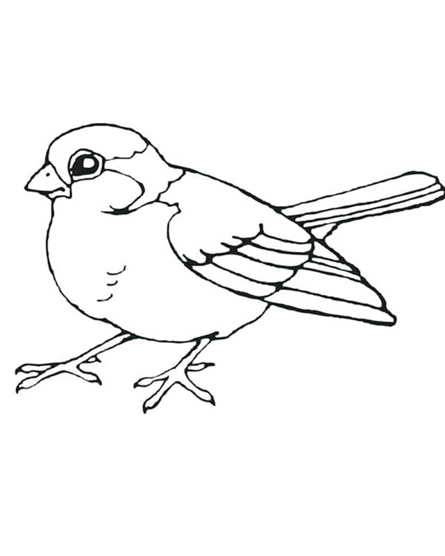 Sparrow Coloring Pages - Best Coloring Pages For Kids