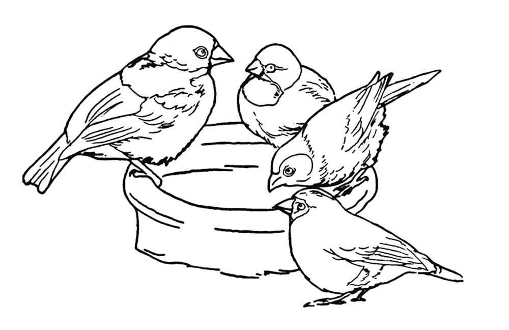 Sparrow Drinking From Birdbath Coloring Page