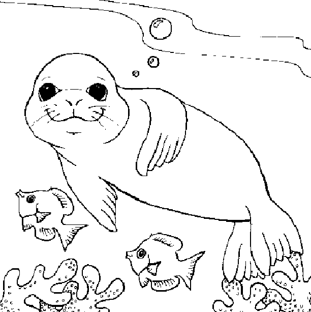 Swimming Seal Coloring Pages