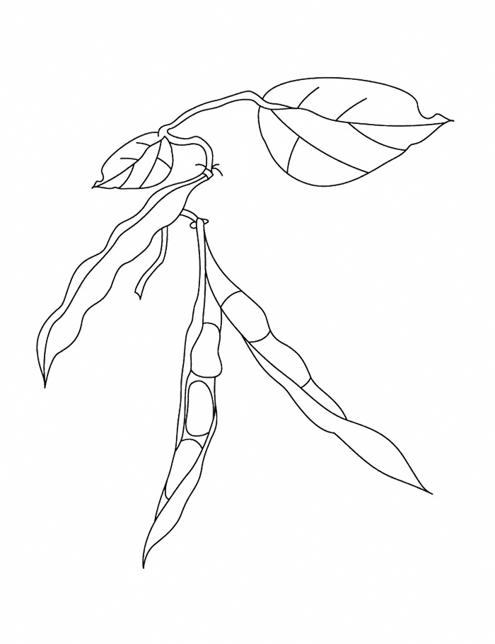 Bean Plant Coloring Page