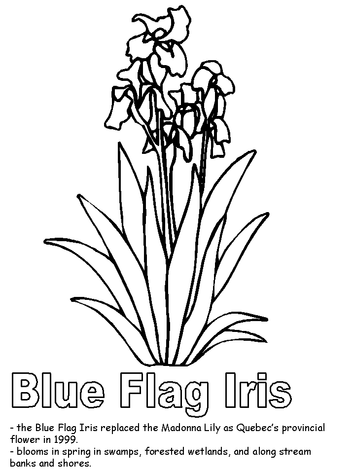 Blue Flag Iris Coloring Page