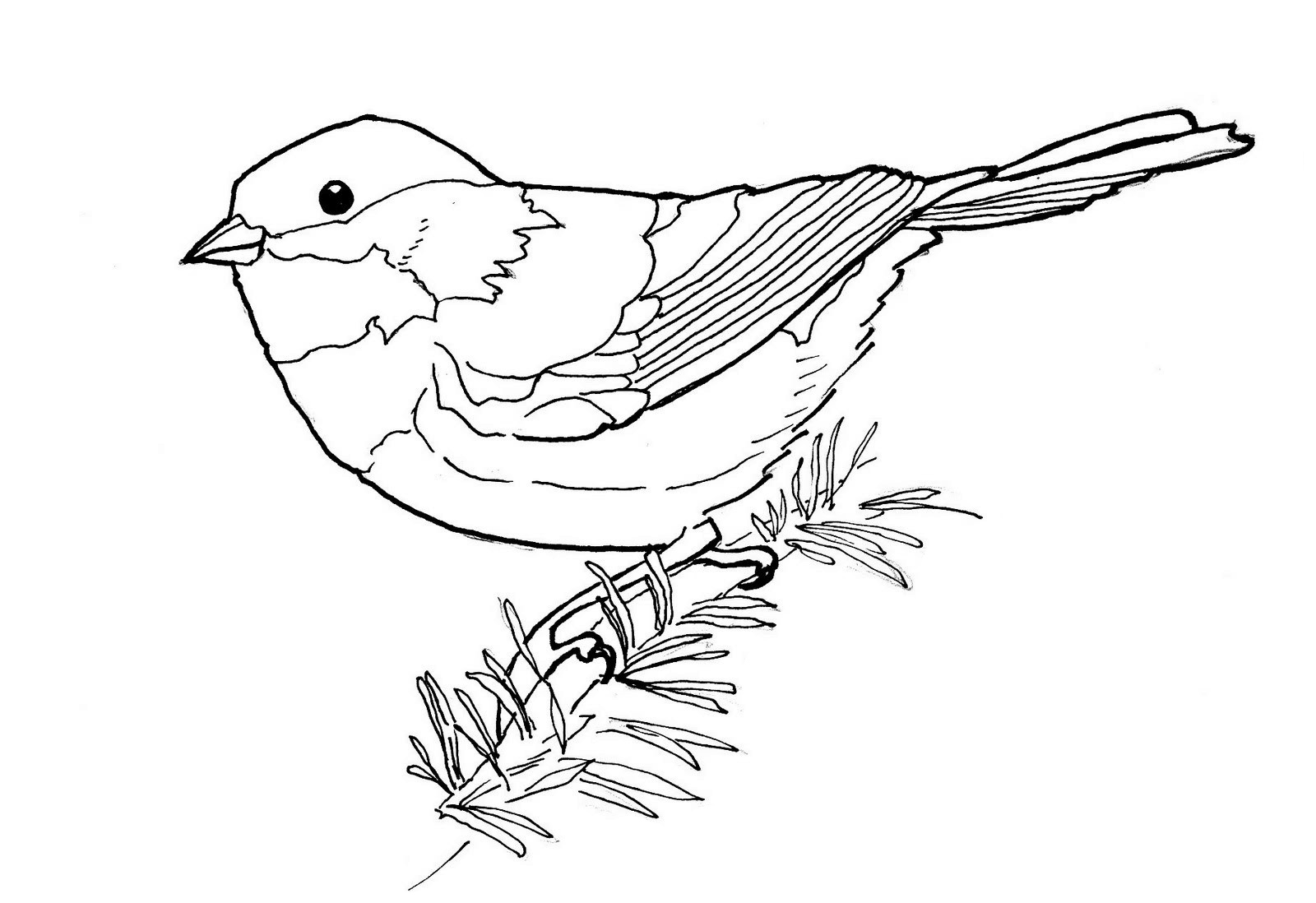 Chickadee Bird Coloring Pages