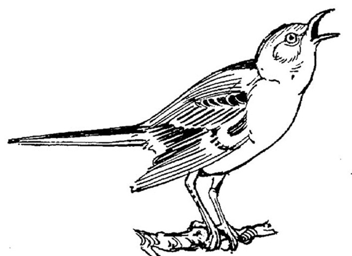 Chirping Mockingbird Coloring Pages