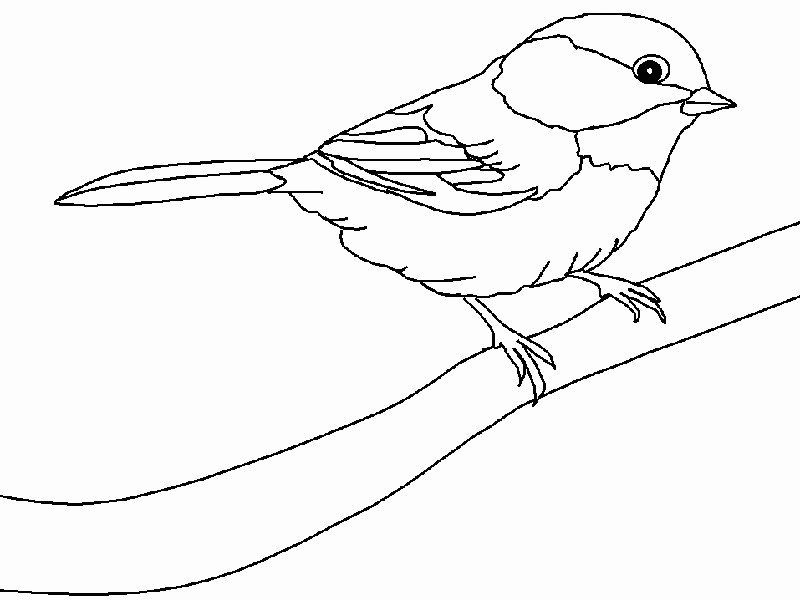 Cute Chickadee Coloring Pages