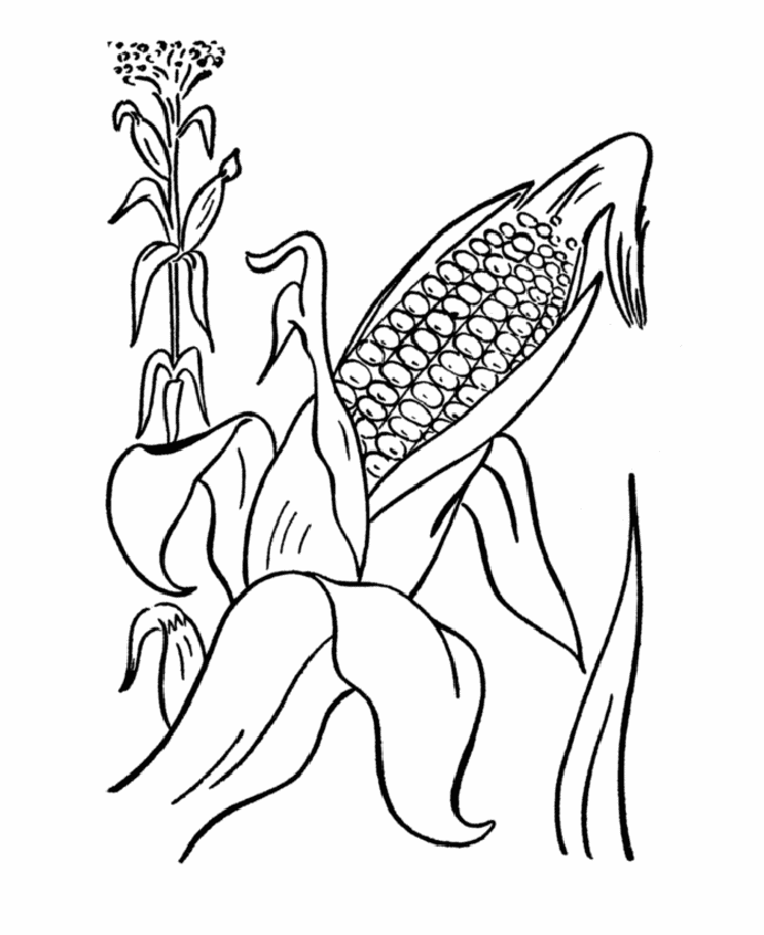 Ear Of Corn Coloring Pages