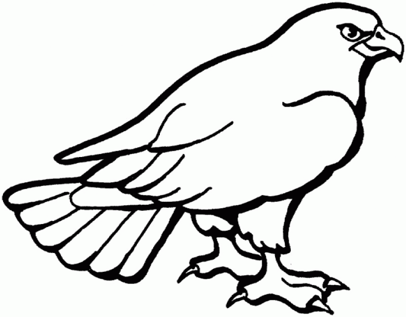Easy Hawk Coloring Pages