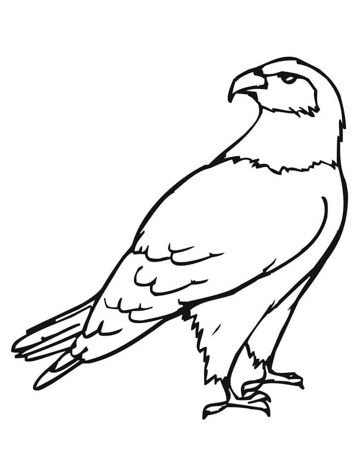 Easy Hawk Coloring Pages